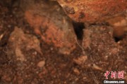 梦见抓虾江西发现蜘蛛新物种 为研究呵叻蛛属适应区域提供依据