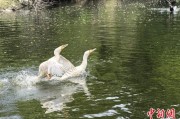 梦见抓虾吉林：罕见白鸬鹚连续两年“故地重游”