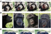 梦见抓虾国际最新研究：机器人“打哈欠” 黑猩猩被传染
