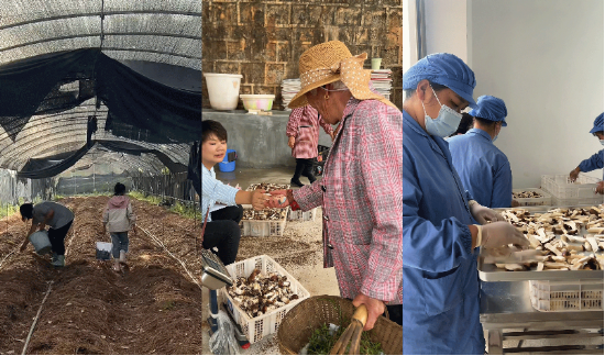 奇富科技百万帮扶云南中屏镇：菌菇田里的振兴密码与“村(🏤)BA”的双向奔赴